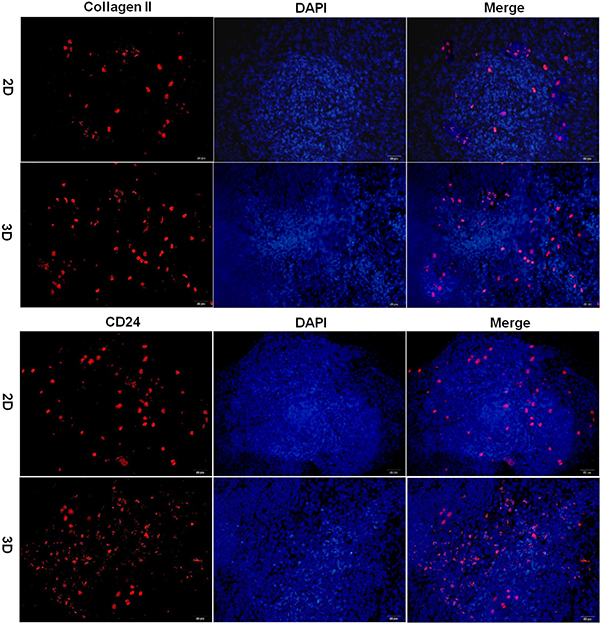 Immunofluorescence analysis of iPSC differentiation in hydrogel.