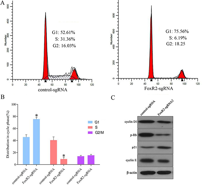 FoxR2 knockout induces cell cycle arrest and modulates expression of cell cycle regulators.