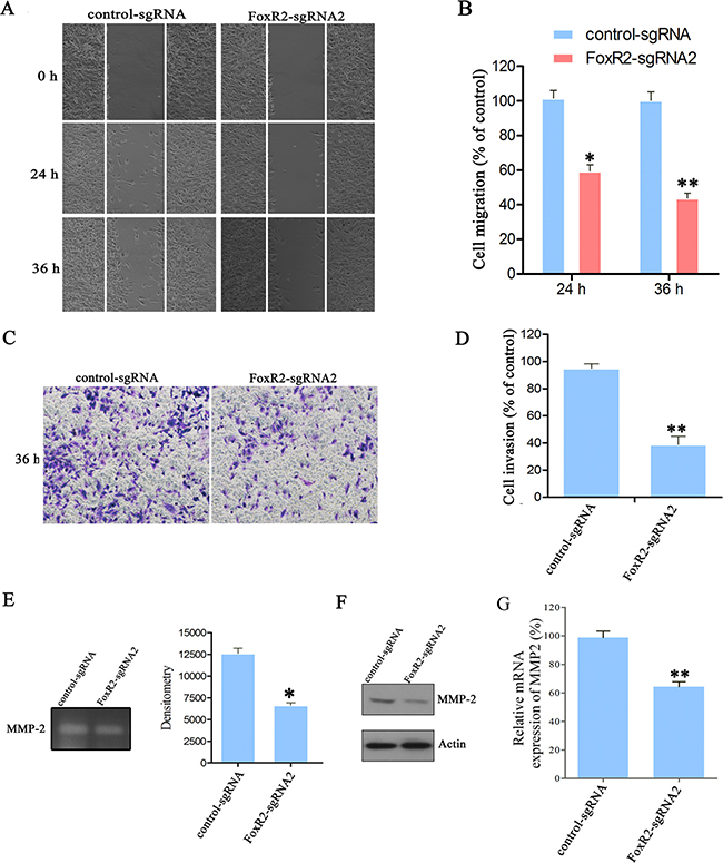 Knockout of FoxR2 inhibits the migration and invasion of glioma cells.