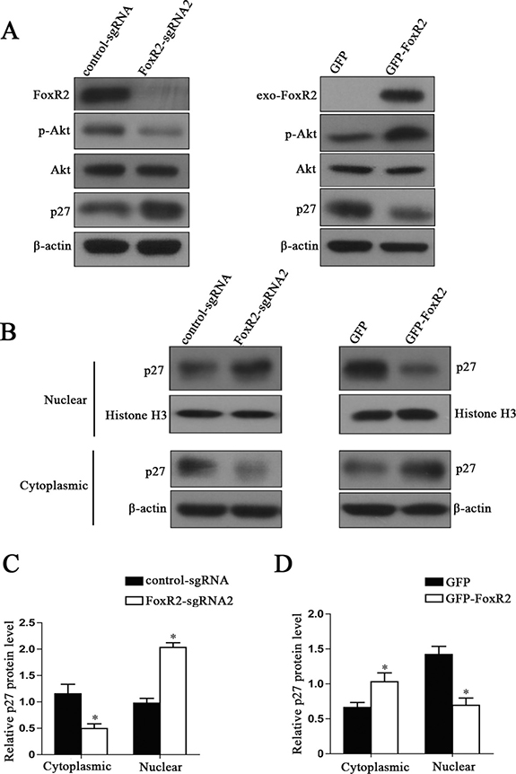 FoxR2 regulates the expression and subcellular location of p27.