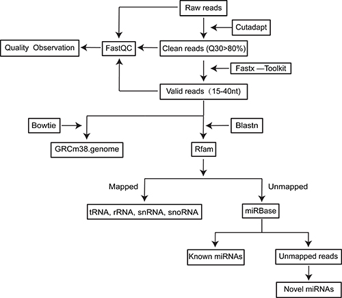 Flow chart for small RNAseq data processing.