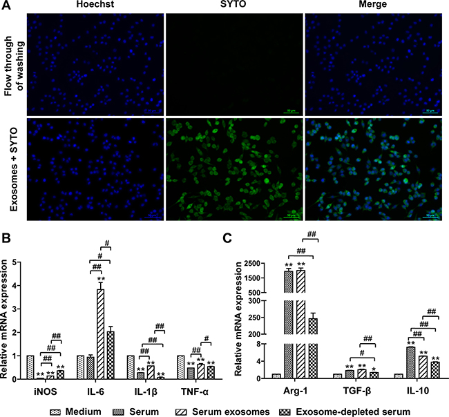 Uptake of mSEs by RAW264.7 cells and the effects of mSEs on M1/M2 gene expression of RAW264.7 cells.