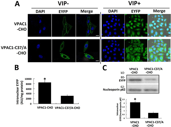 VPAC1-EYFP trans-localized into the nucleus induced by VIP.