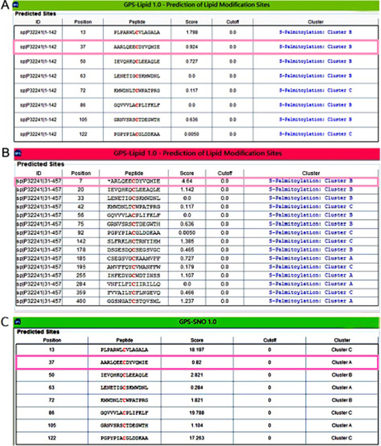 The bio-information analysis indicated the most palmitoylation possibility on Cys37 of VPAC1.