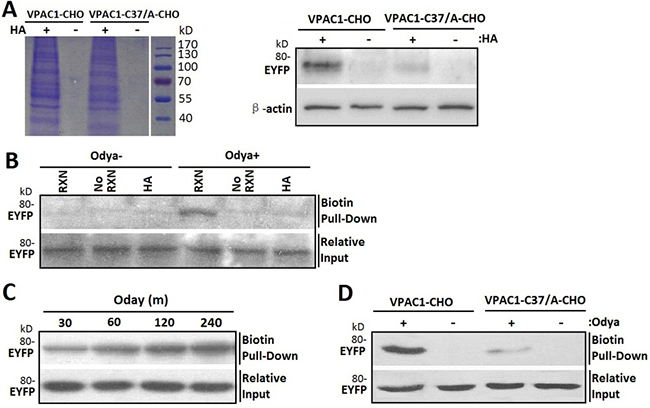 Cys37 in VPAC1 is S-palmitoylated determined by acyl-biotin exchange assay and click chemistry palmitolaytion assay.