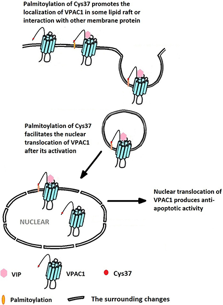 The palmitoylation of Cys37 plays a key role in the nuclear translocation of VPAC1 which is involved in the formation of the anti-apoptotic activity mediated by VPAC1 after its activation by VIP.