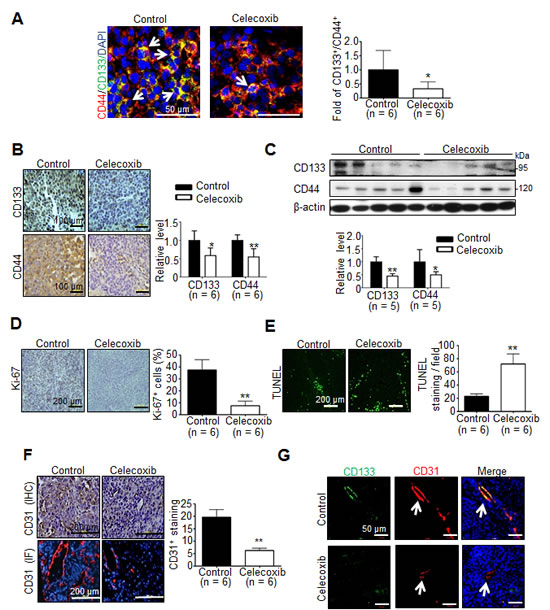 Fig 4: Effect of celecoxib therapy on cancer stemness, proliferation, apoptosis and angiogenesis in Novikoff hepatoma.