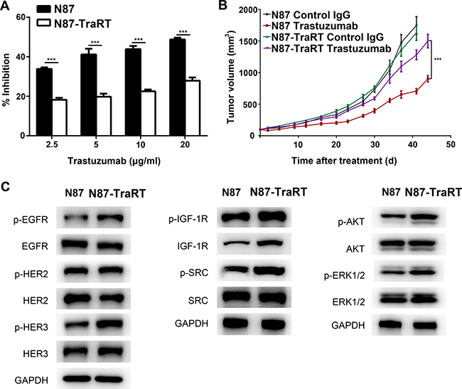 Establishment of trastuzumab-resistant gastric cancer cell line NCI-N87-TraRT.