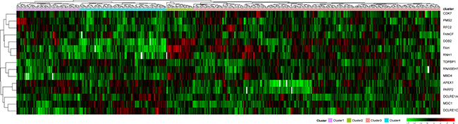 Clustering analysis of DNA repair genes which significantly influence prognosis.