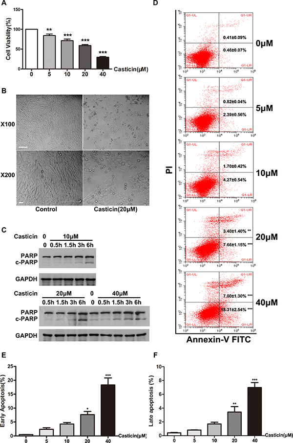 Effect of casticin on cell proliferation and apoptosis of LX2 cells.