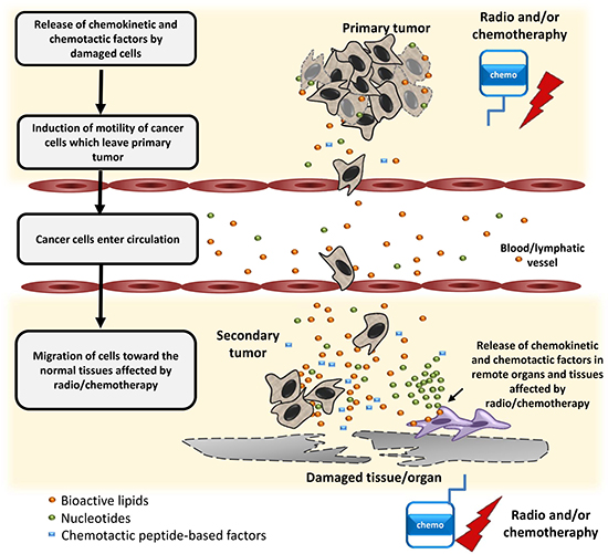 Schematic representation of the role of BphsLs, ExNs, and chemotactic peptides in the regulation of the metastasis of lung cells as a side effect of radio- and/or chemo-therapy.