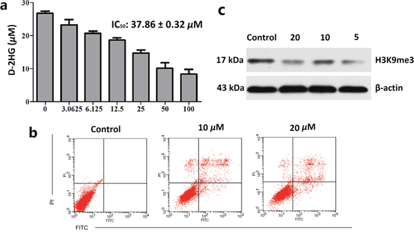 Clomifene suppresses IDH1 activity in celluro.