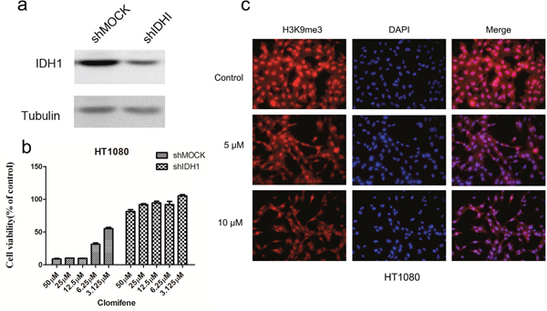 Knocking down IDH1R132C attenuates the inhibitory effect of HT1080 cell growth by clomifene.