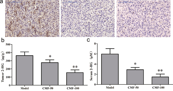 Clomifene (CMF) suppresses IDH1 activity in vivo.