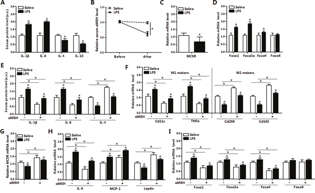 &#x03B1;MSH weakens LPS-induced adipose inflammation by inhibiting FoxOs expressions in mice.