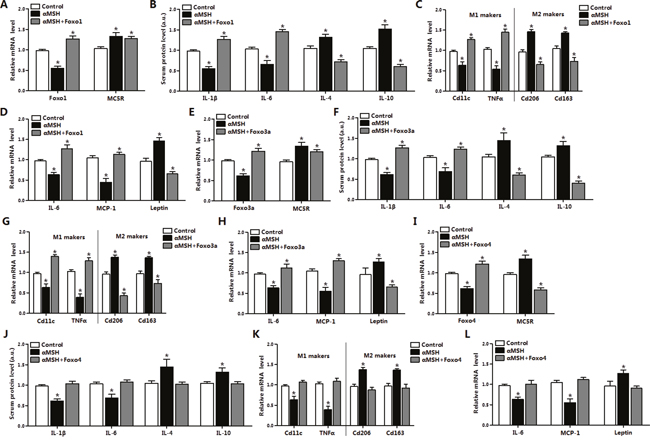 FoxOs reverse the inhibition of &#x03B1;MSH on adipose inflammation in mice.