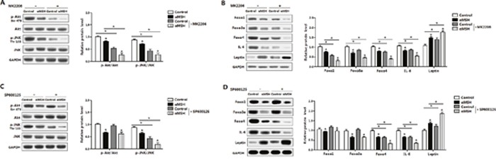 Akt/JNK signal pathway is impaired in the inhibition of &#x03B1;MSH on adipocyte inflammation and FoxOs expressions.
