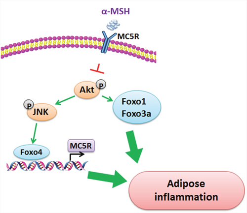 Proposed mechanism of the inhibition of &#x03B1;MSH on adipose inflammation.