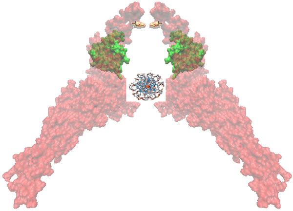 Homodimers of Stat3 bound to DNA for transcriptional activation.