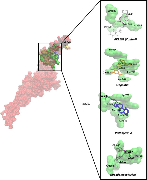 Defined molecular docking of phytochemicals to STAT3 at the SH2 domain.