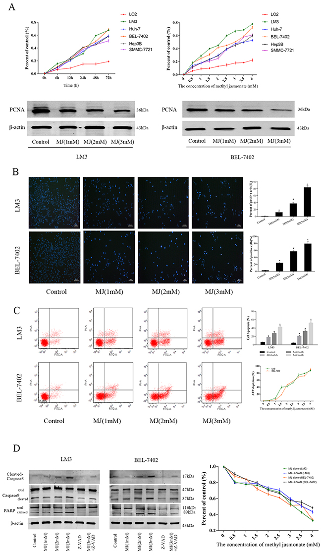 The effects of methyl jasmonate on HCC cells.