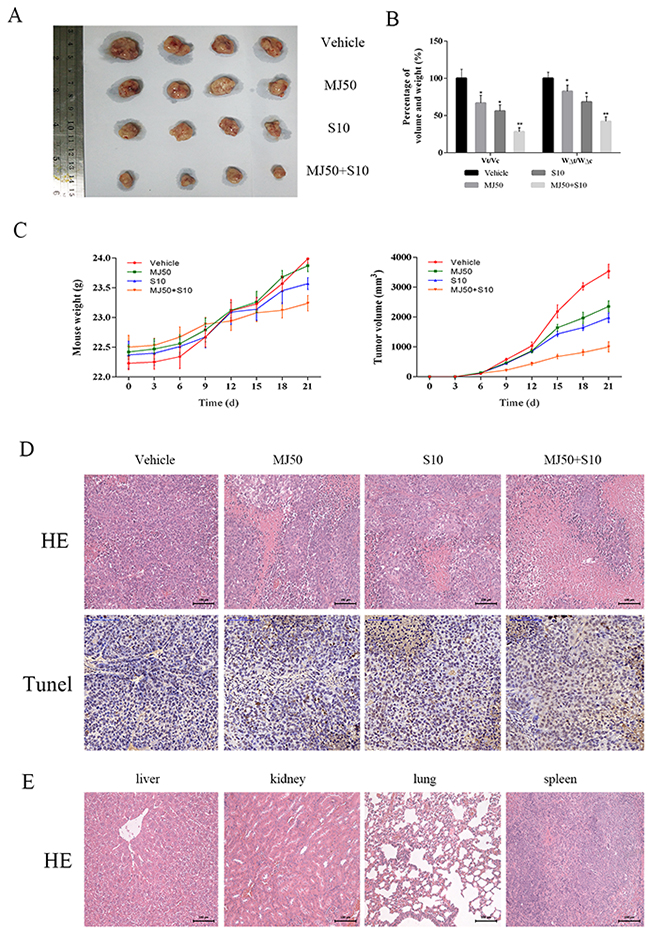 The effects of methyl jasmonate combined with sorafenib in vivo.