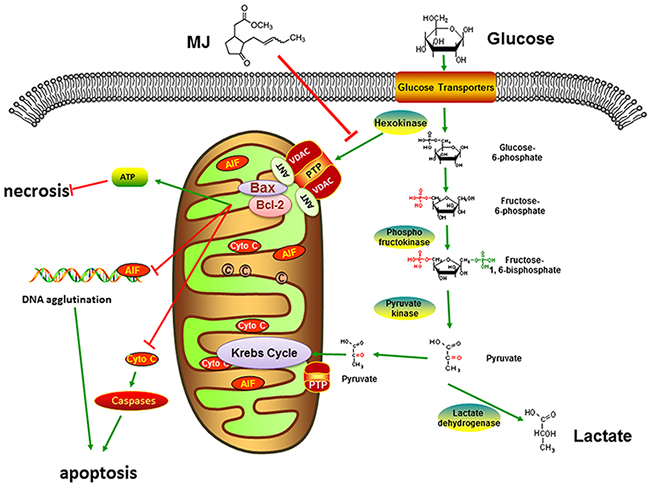 Mechanism of MJ action.