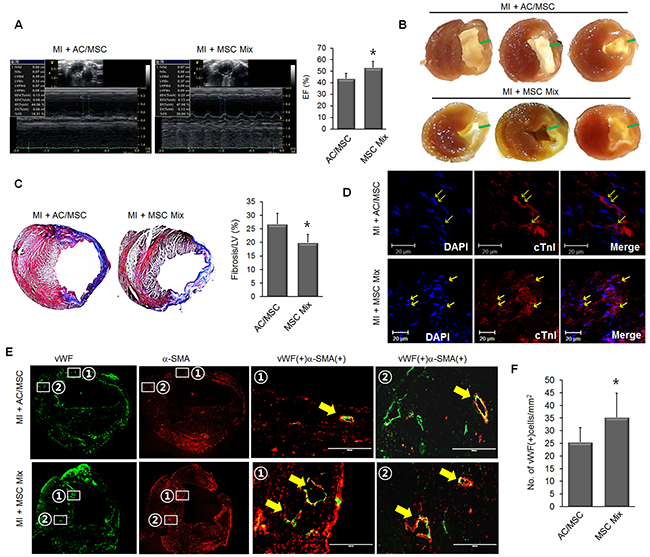 Enhanced therapeutic efficacy of MSC mix.