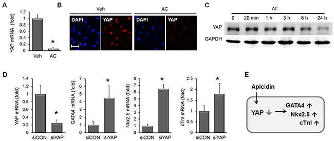 Apicidin-induced YAP downregulation in MSC.