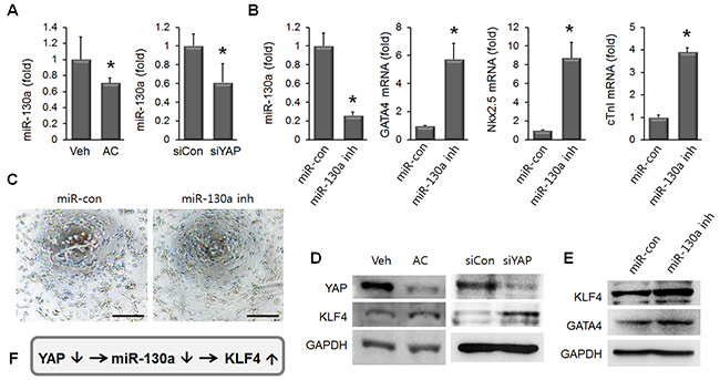 miR-130a and KLF4 are involved in apicidin-induced cardiac commitment of MSC.