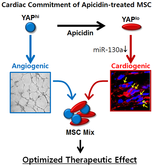 Schematic representation of proposed mechanism of apicidin-mediated MSC fate determination toward cardiac lineage.