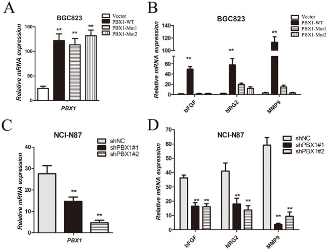 Tumor growth and angiogenic factor expression regulated by PBX1 in GC cells.