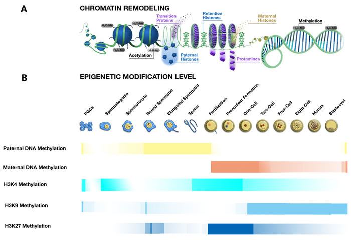 Chromatin remodeling and epigenetic modification changes during spermatogenesis, fertilisation and early embryo development.