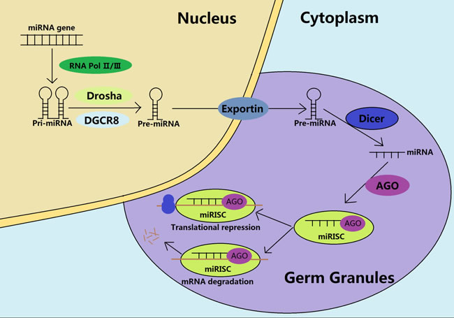 Biogenesis and functions of miRNAs during the spermatogenesis.