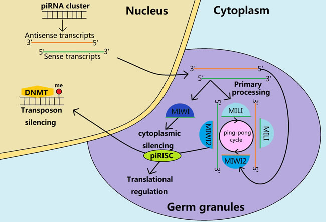 Biosynthesis and functions of piRNAs during the mouse spermatogenesis.