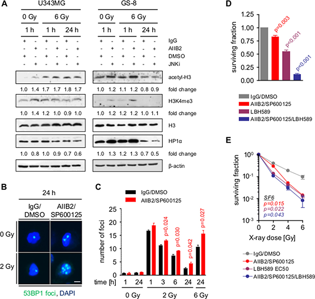 Block of &#x03B2;1 integrin and JNK signaling enhances radiation induced DSB by chromatin modification.