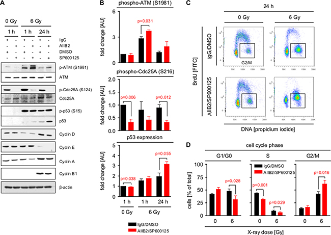 Inhibition of &#x03B2;1 integrin and JNK enhances G2/M cell cycle arrest.