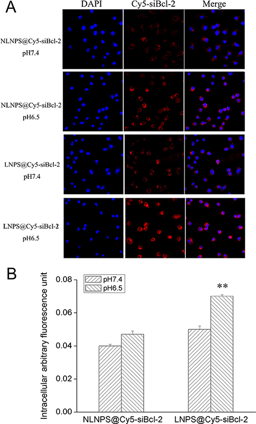 The cellular uptake of LNPS@Cy5-siBcl-2 and NLNPS@Cy5-siBcl-2 on A549 cells in 4 h.