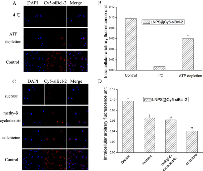 The mechanism of cellular uptake of LNPS@Cy5-siBcl-2 in A549 cells.