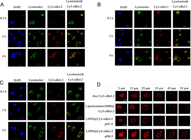 Intracellular trafficking of Cy5-siBcl-2 in A549 cells and the penetration of Cy5-siBcl-2 in tumor spheroid of A549 cells delivered by LNPS@Cy5-siBcl-2.