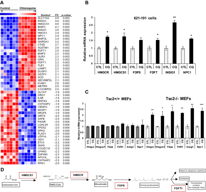 Chloroquine treatment upregulates mevalonate pathway genes in TSC2-deficient cells.