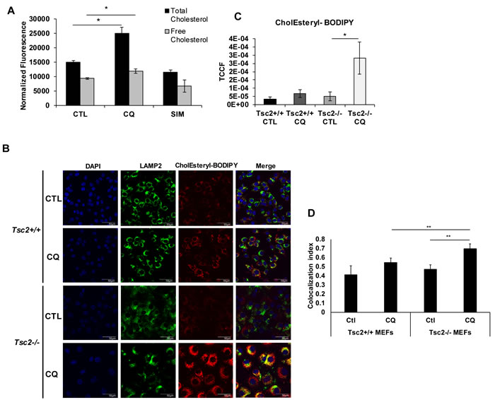 Chloroquine treatment increases esterified cholesterol levels and lysosomal accumulation in Tsc2