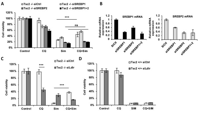 Exogenous lipoproteins mediate the cytoprotective role of CQ from simvastatin-induced cell death