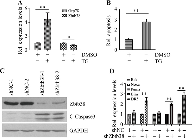 ER stress triggers Zbtb38-mediated apoptosis in SH-SY5Y cells.