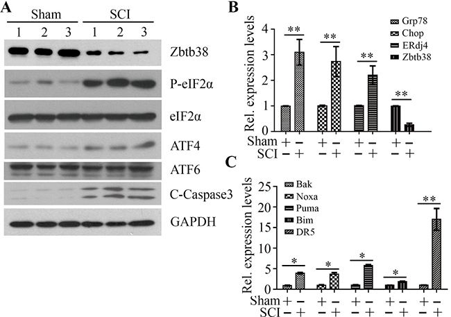 Decreased Zbtb38 expression levels are associated with increased ER stress-associated apoptosis in SCI mice.