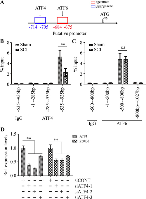 ATF4 regulates Zbtb38 expression in SCI animal model through direct binding.