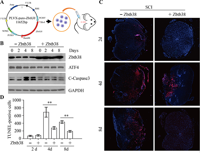 Restoration of Zbtb38 expression rescues SCI-induced apoptosis in vivo.