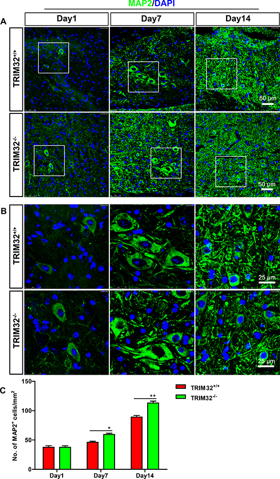 Increased number of neurons was detected in TRIM32&#x2013;/&#x2013; mice following spinal cord injury.