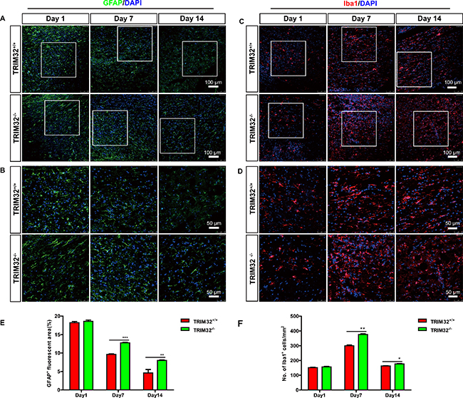 TRIM32&#x2013;/&#x2013; mice exhibited increased numbers of astrocytes and microglia following spinal cord injury.