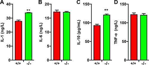 TRIM32&#x2013;/&#x2013; mice exhibited elevated cytokines following spinal cord injury.